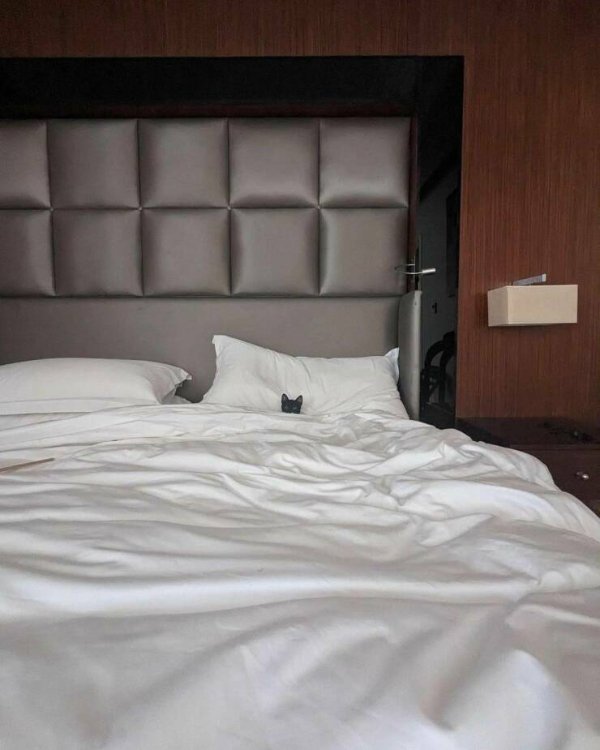 Photos For Cat Lovers (29 pics)