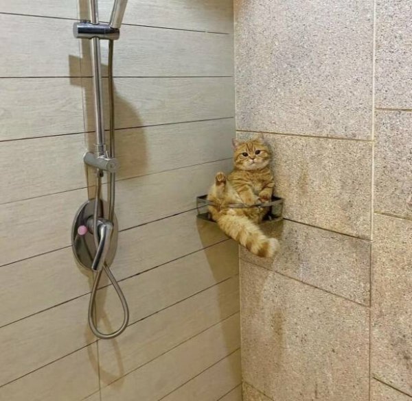 Photos For Cat Lovers (29 pics)