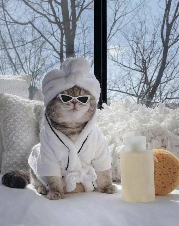 Photos For Cat Lovers (29 pics)