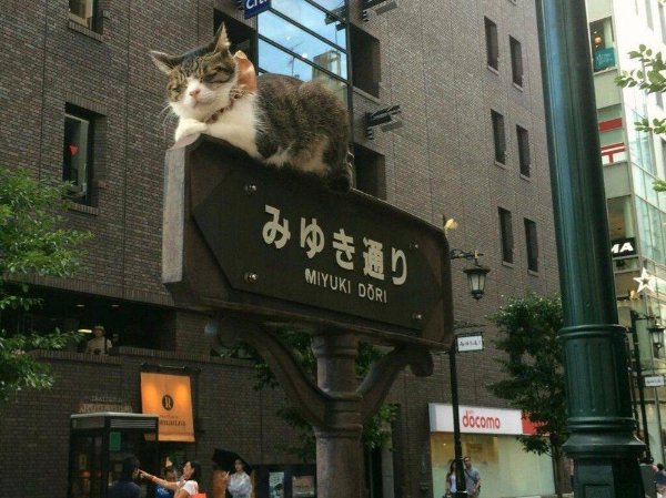 Photos For Cat Lovers (29 pics)