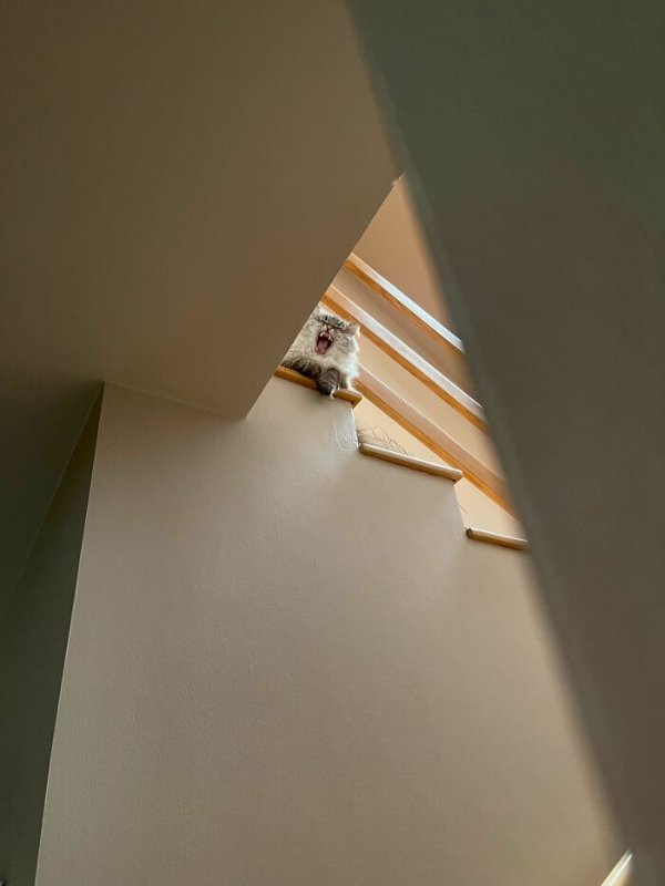 Photos For Cat Lovers (29 pics)