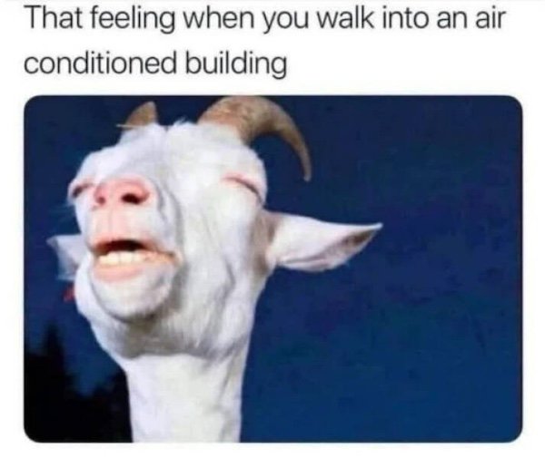 Truthful Memes (35 pics)