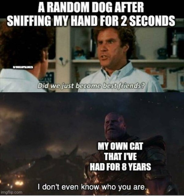 Truthful Memes (35 pics)