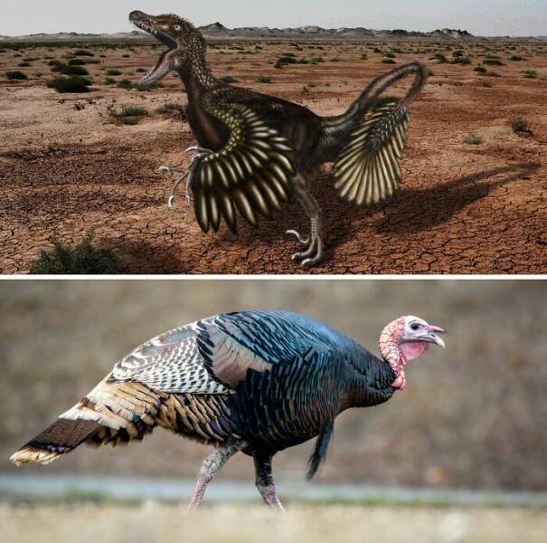 Fascinating Facts About Dinosaurs (17 pics)