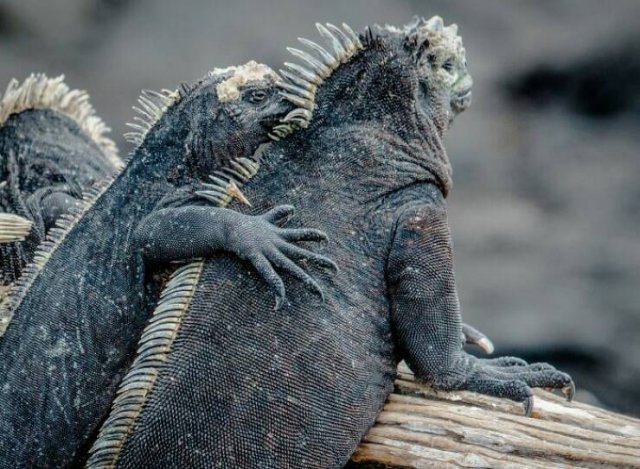 Fascinating Facts About Dinosaurs (17 pics)