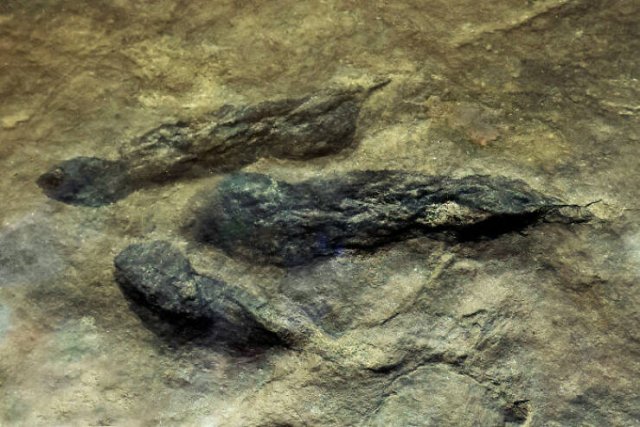 Fascinating Facts About Dinosaurs (17 pics)