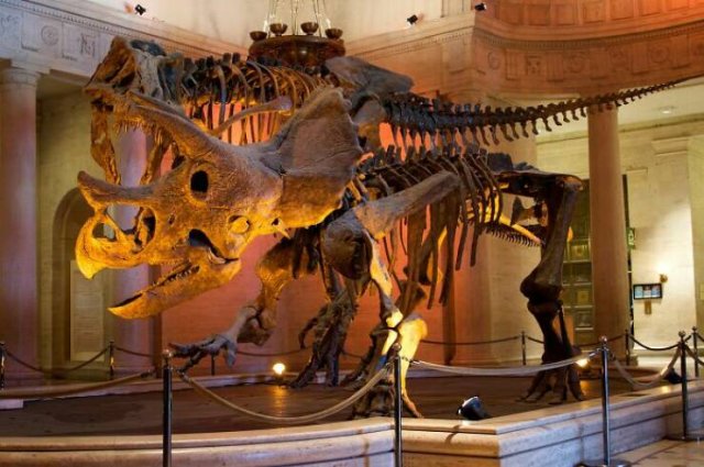 Fascinating Facts About Dinosaurs (17 pics)