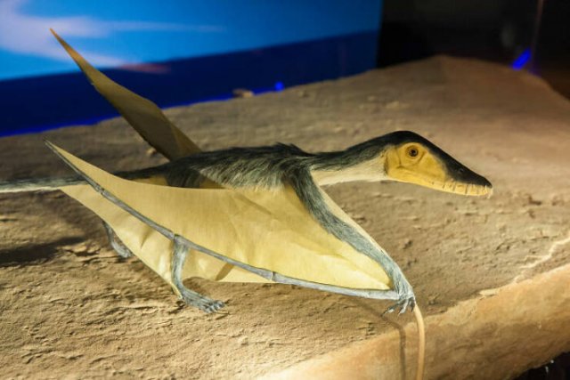 Fascinating Facts About Dinosaurs (17 pics)