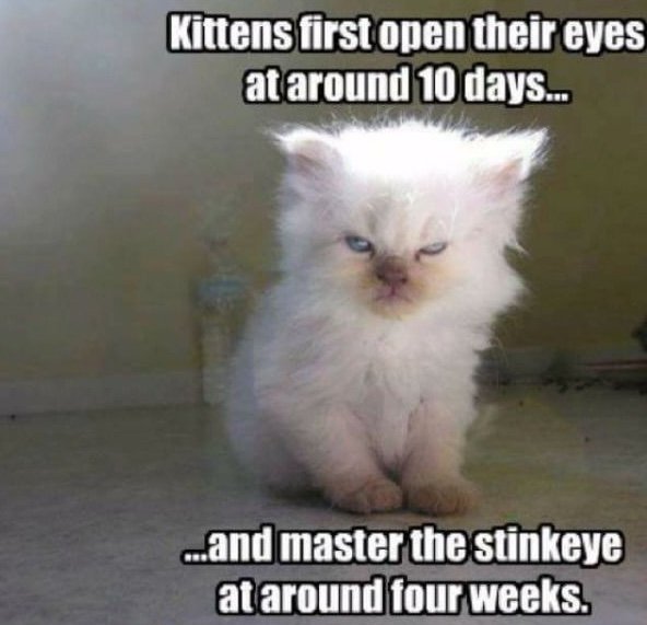 Funny Memes (35 pics)