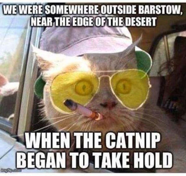 Funny Memes (35 pics)