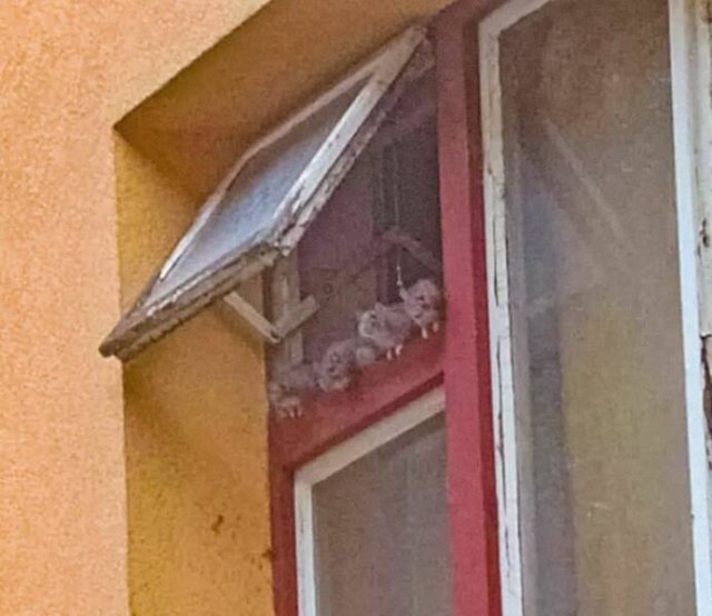 What Is Going On Here? (20 pics)