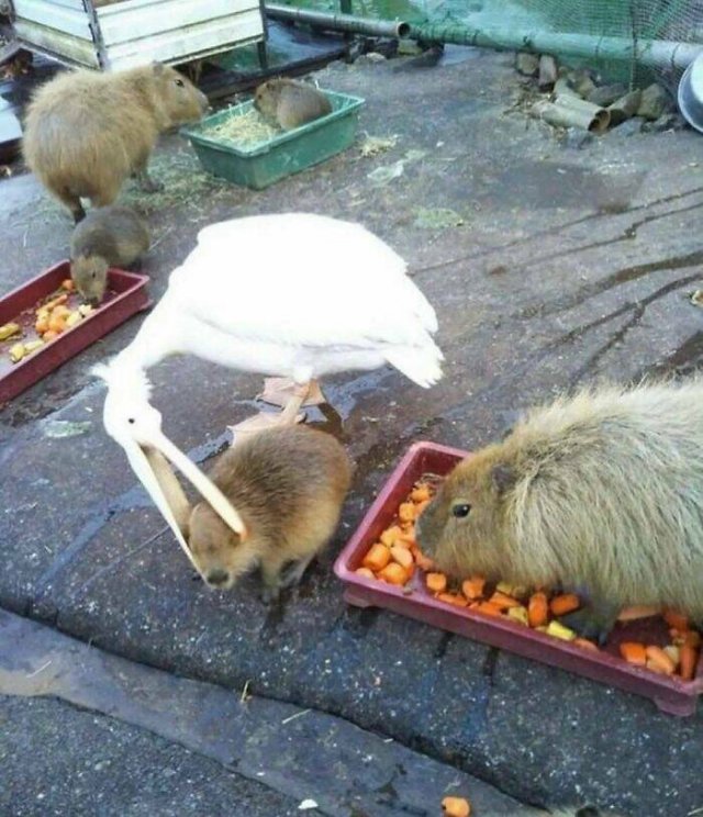 What Is Going On Here? (24 pics)
