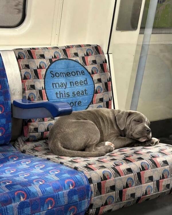 Posts And Photos For Good Mood (17 pics)