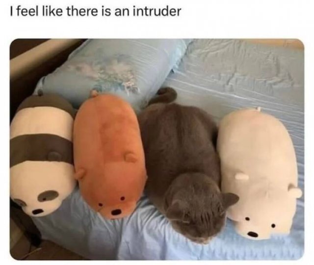 Memes For Animal Lovers (23 pics)
