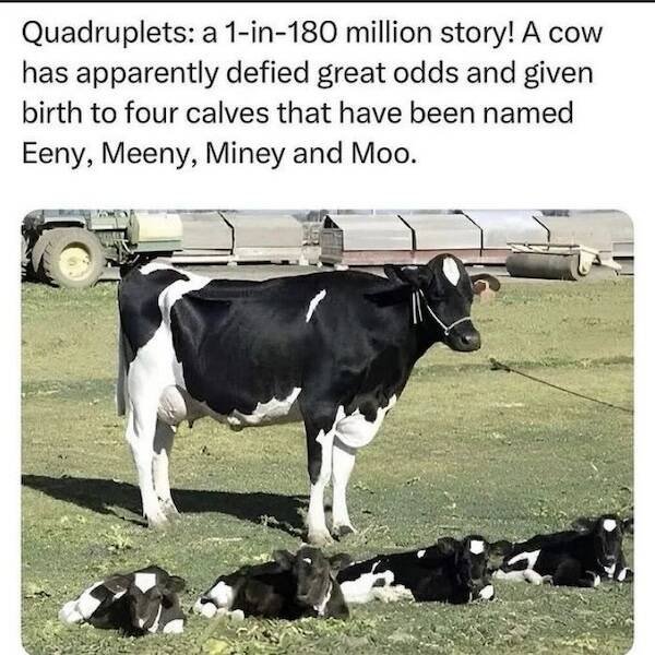 Memes For Animal Lovers (23 pics)
