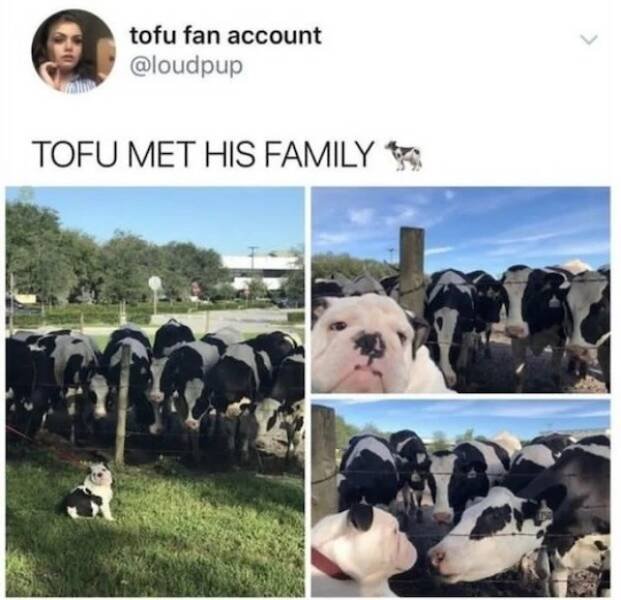 Memes For Animal Lovers (23 pics)