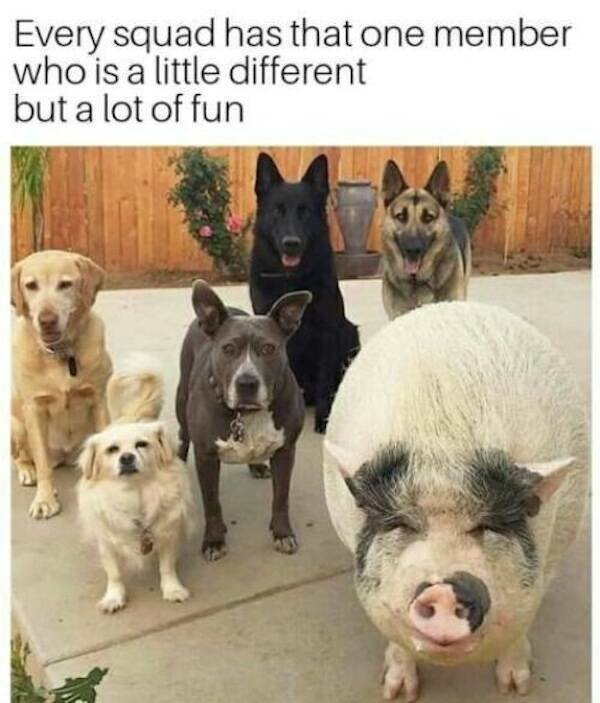 Memes For Animal Lovers (23 pics)