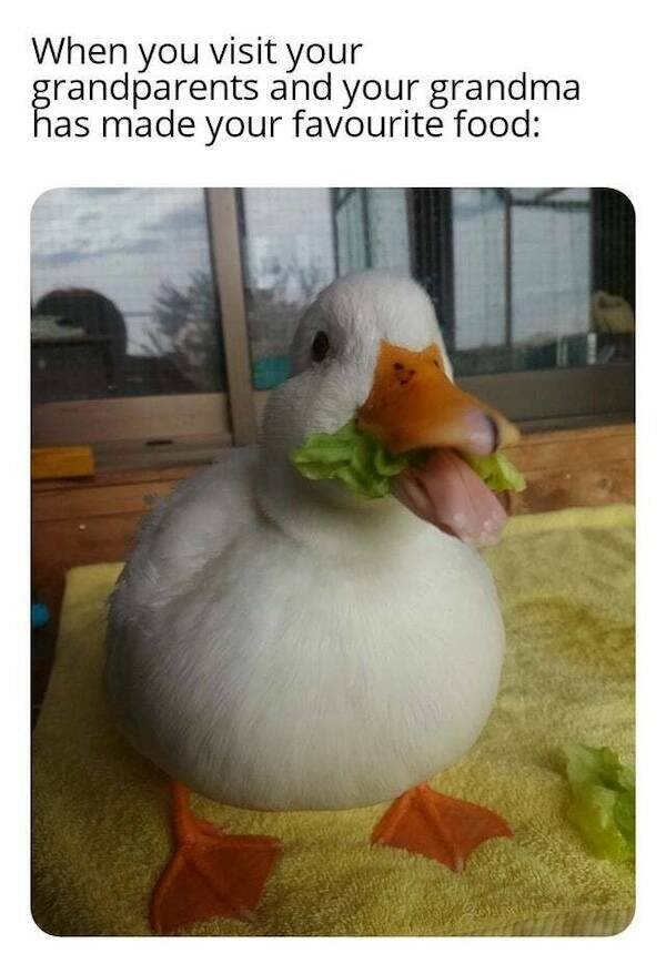 Memes For Animal Lovers (23 pics)