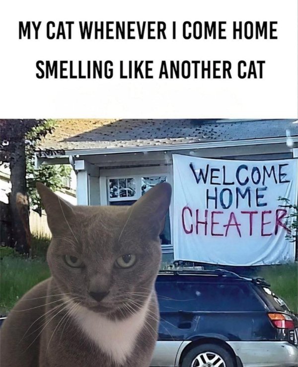 Photos For Cat Fans (37 pics)