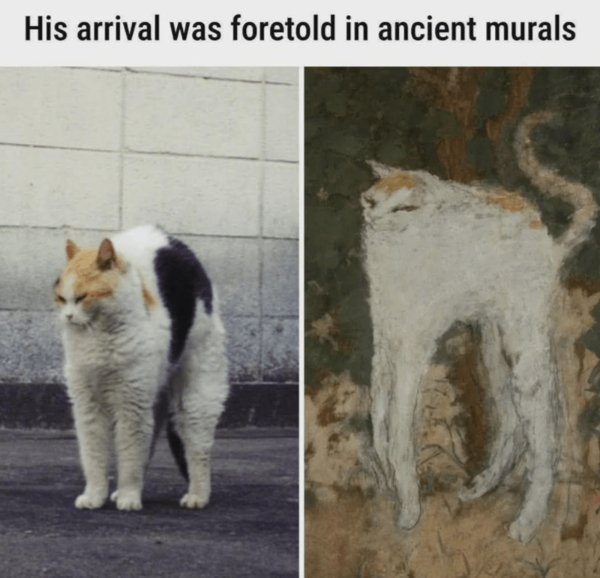 Photos For Cat Fans (37 pics)