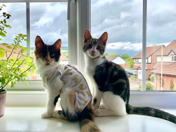 Photos For Cat Fans (37 pics)