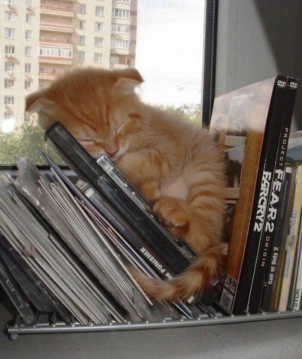 Photos For Cat Fans (37 pics)