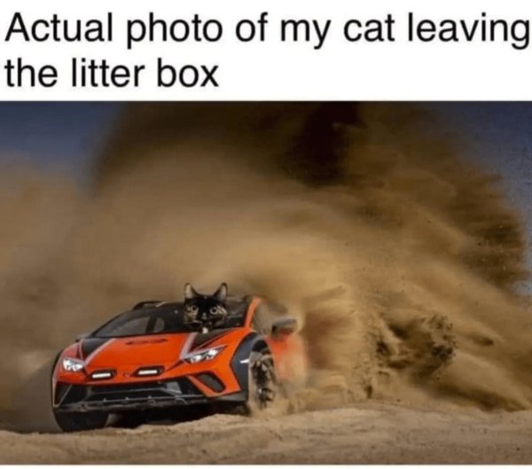 Photos For Cat Fans (37 pics)