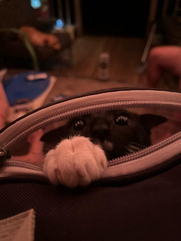 Photos For Cat Fans (37 pics)