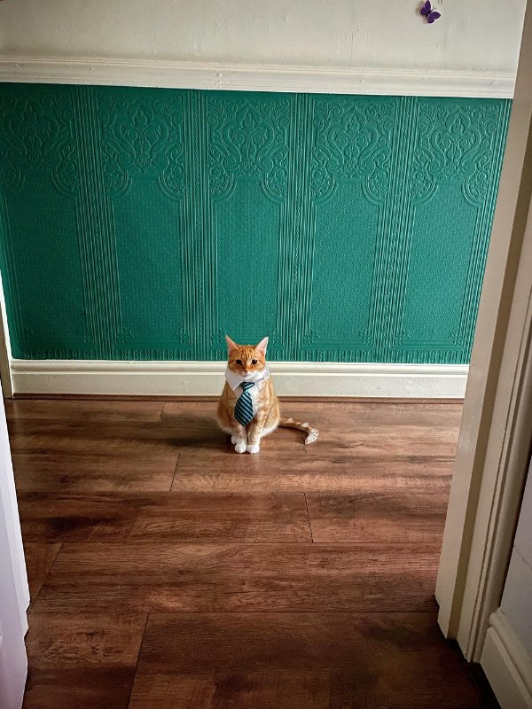Photos For Cat Fans (37 pics)