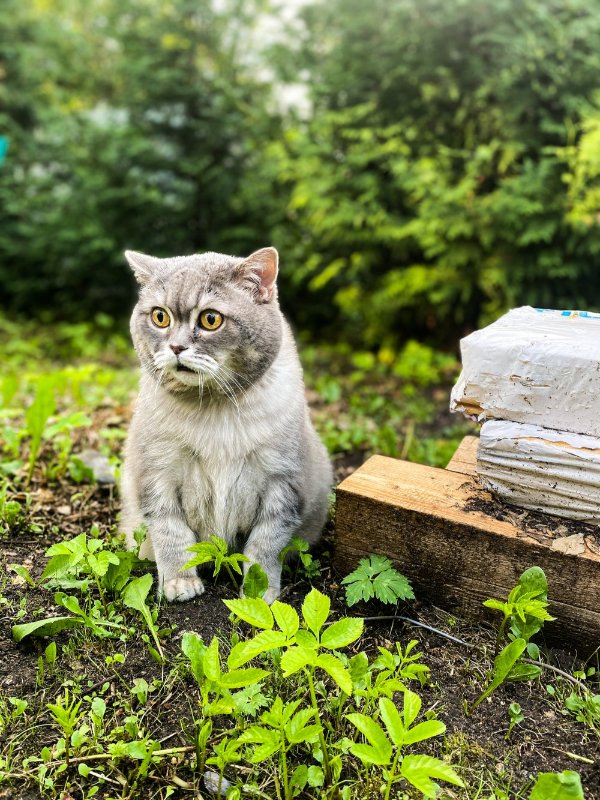 Photos For Cat Fans (37 pics)