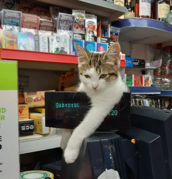 Photos For Cat Fans (37 pics)