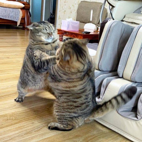 Photos For Cat Fans (37 pics)