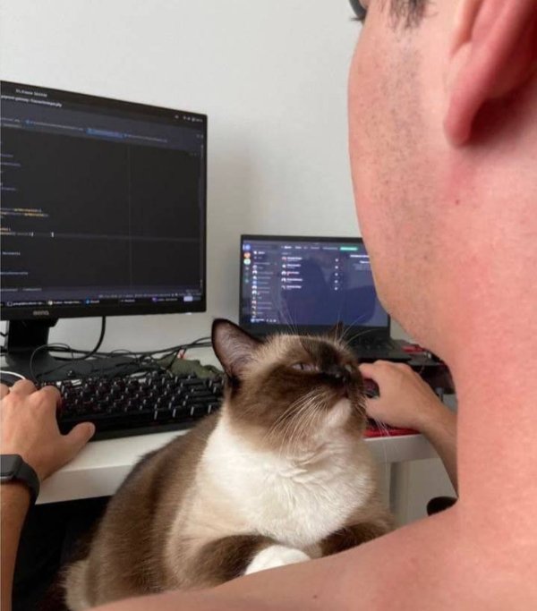 Photos For Cat Fans (37 pics)