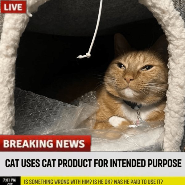 Photos For Cat Fans (37 pics)