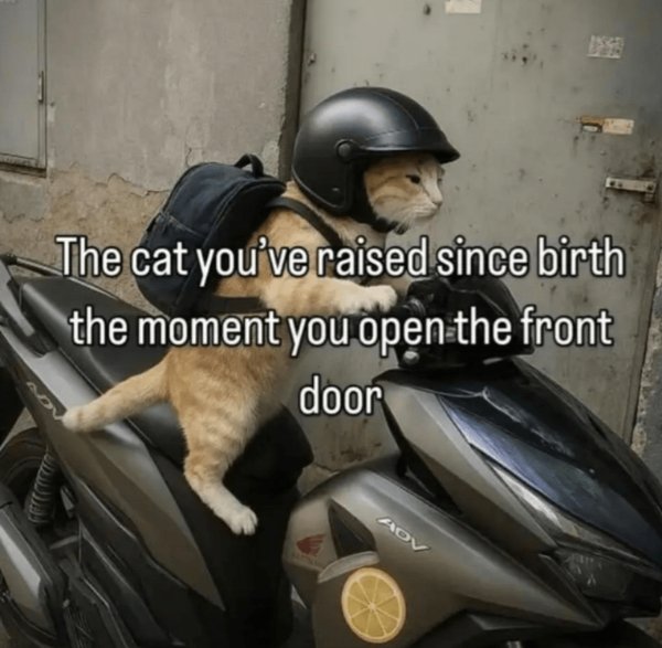 Photos For Cat Fans (37 pics)