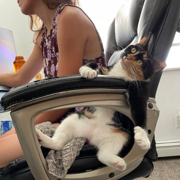 Photos For Cat Fans (37 pics)
