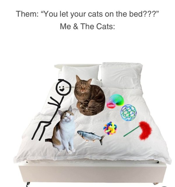 Photos For Cat Fans (37 pics)