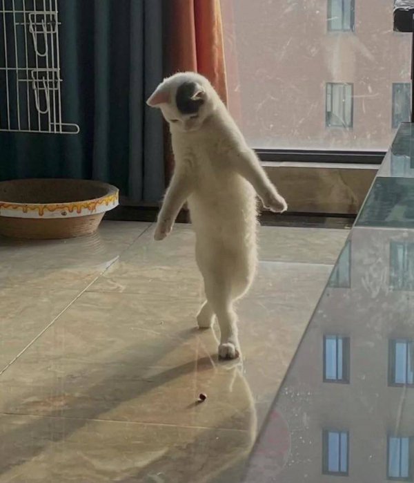 Photos For Cat Fans (37 pics)