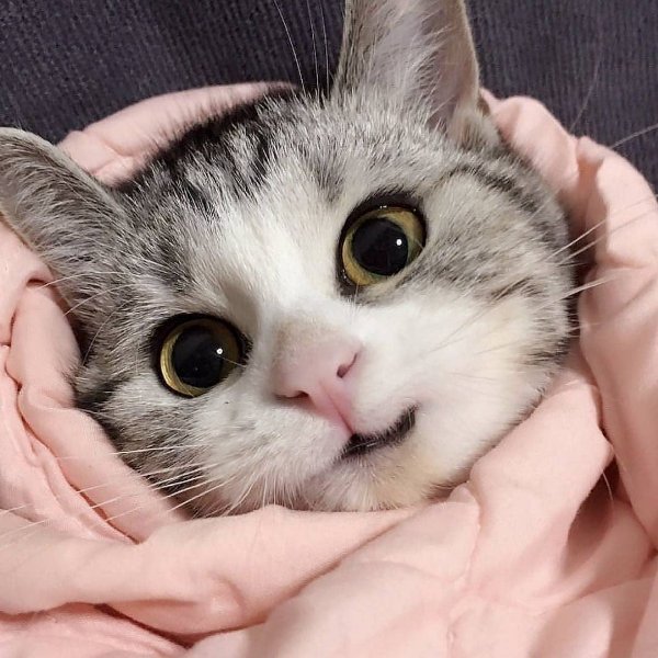 Photos For Cat Fans (37 pics)