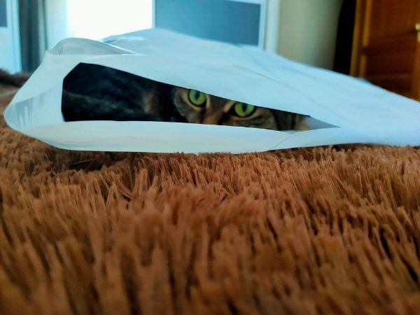 Photos For Cat Fans (37 pics)