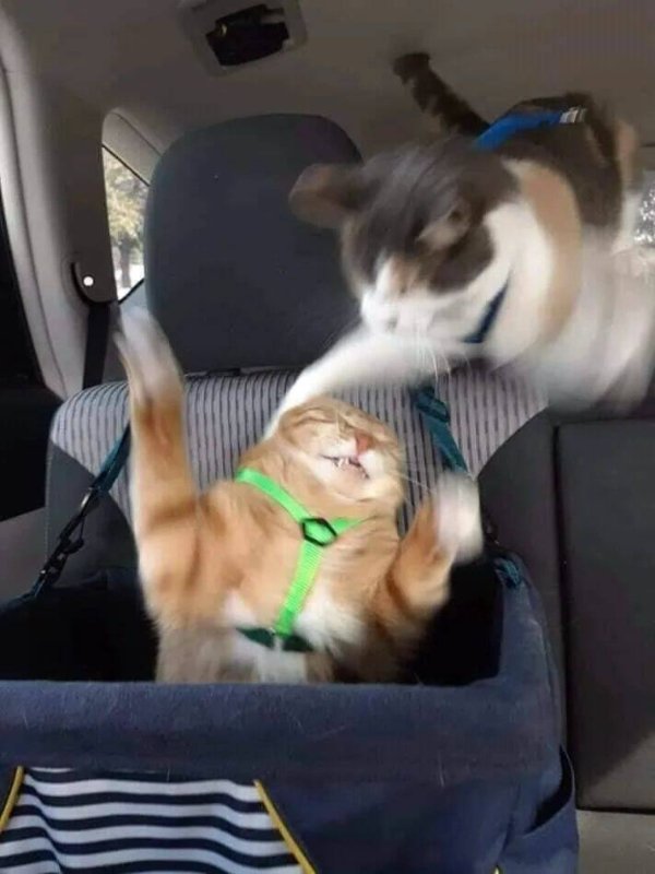 Photos For Cat Fans (37 pics)