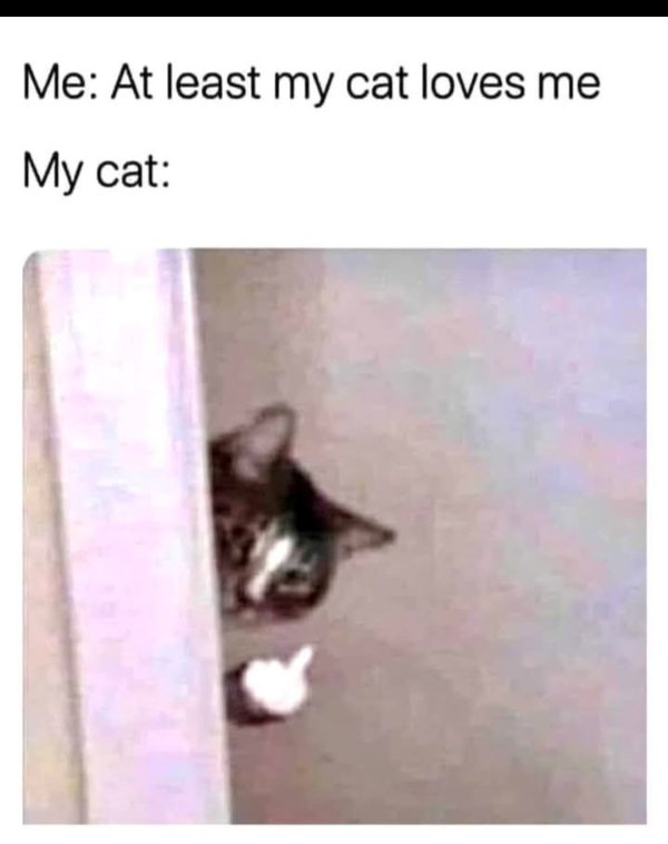Photos For Cat Fans (37 pics)
