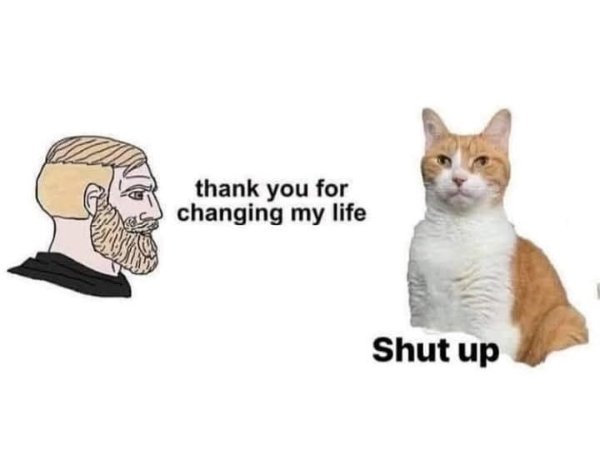 Photos For Cat Fans (37 pics)