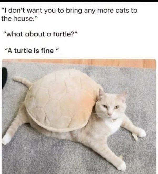 Photos For Cat Fans (37 pics)