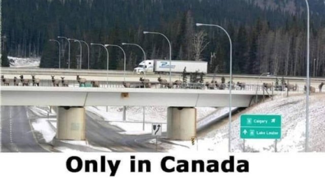 Memes About Canada (38 pics)