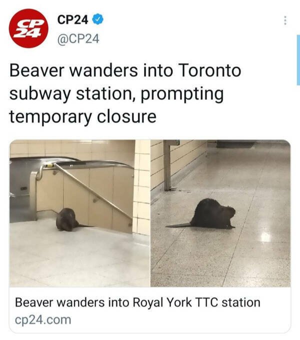 Memes About Canada (38 pics)