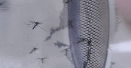 Annoying Sounds (17 gifs) Annoying Sounds (17 gifs)