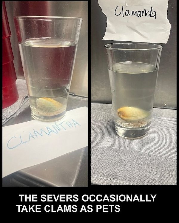 Memes About Chefs (30 pics)