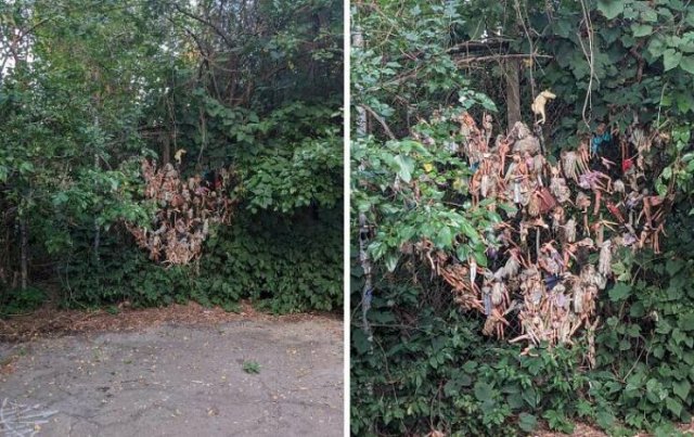 Creepy Finds In The Forest (26 pics)