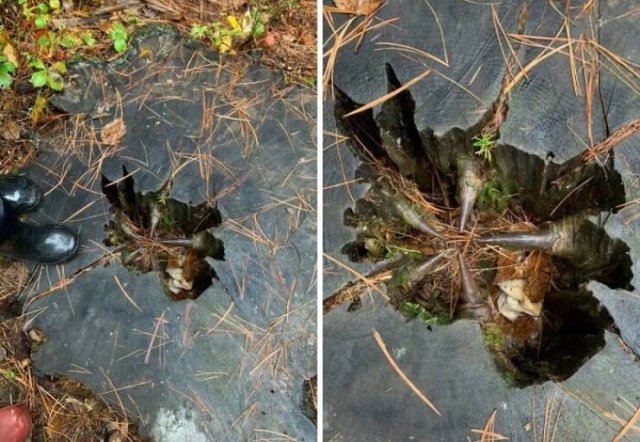 Creepy Finds In The Forest (26 pics)